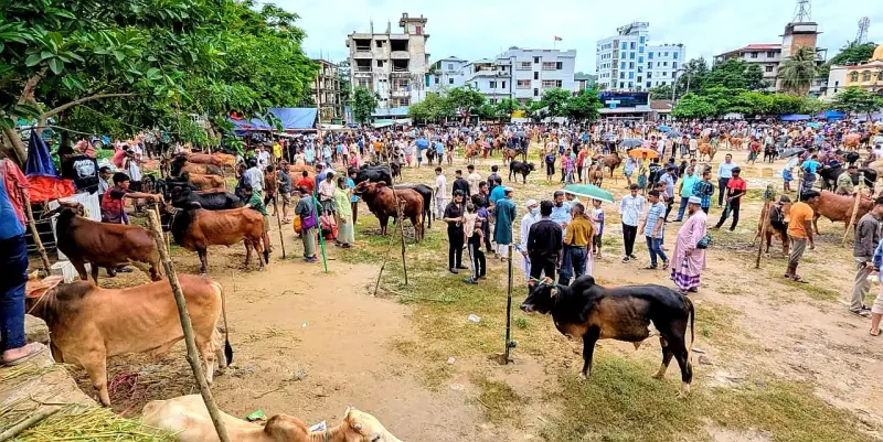 বান্দরবানে জমে উঠেছে কোরবানির হাট, বেশি বিক্রি হচ্ছে পাহাড়ের গৃহপালিত গরু বান্দরবানে জমে উঠেছে কোরবানির হাট, বেশি বিক্রি হচ্ছে পাহাড়ের গৃহপালিত গরু