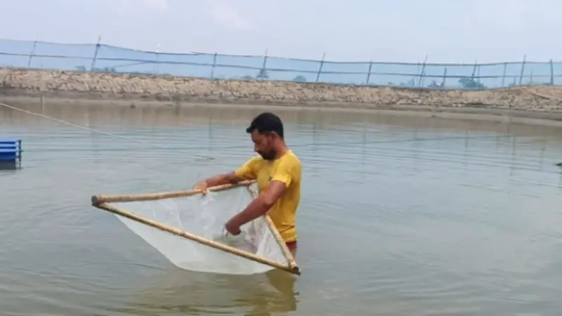 চিংড়ি শিল্পে নতুন দিগন্ত: মাটির পুকুরে পিএল উৎপাদনে সাফল্য