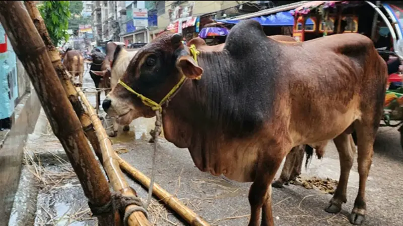 ছোট গরুর সংকট, বড় গরু দাম বেশি হওয়ায় ক্রেতাদের সাধ্যের নাগালের বাইরে ছোট গরুর সংকট, বড় গরু দাম বেশি হওয়ায় ক্রেতাদের সাধ্যের নাগালের বাইরে