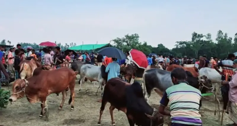 গাইবান্ধায় শেষ মুহূর্তে জমে উঠেছে পশুর হাট, দাম বেশি ছোট গরুর গাইবান্ধায় শেষ মুহূর্তে জমে উঠেছে পশুর হাট, দাম বেশি ছোট গরুর