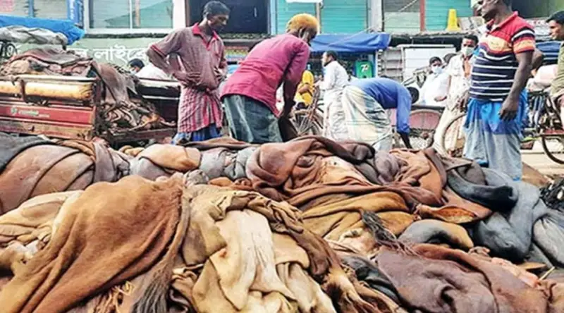 সিলেটে এবার ৭০ হাজার গরুর চামড়া সংগ্রহের লক্ষ্য সিলেটে এবার ৭০ হাজার গরুর চামড়া সংগ্রহের লক্ষ্য