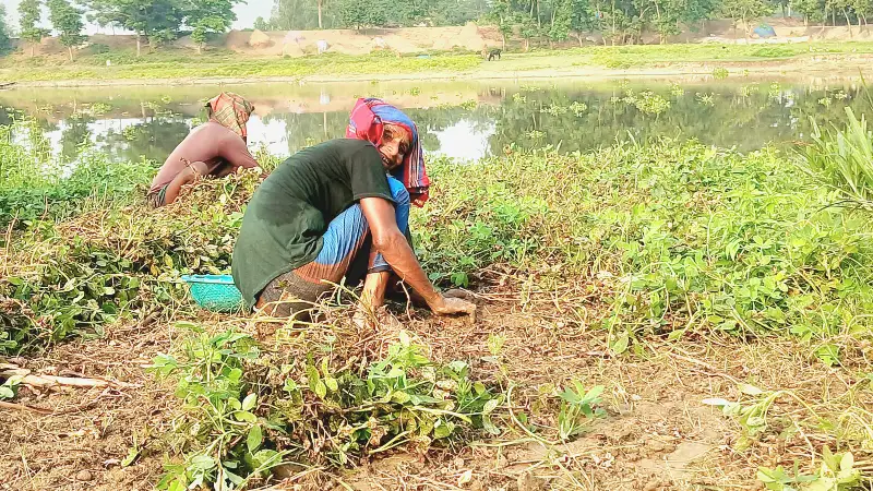বাদামের বাম্পার ফলন, খুশি ইদ্রিস মিয়া