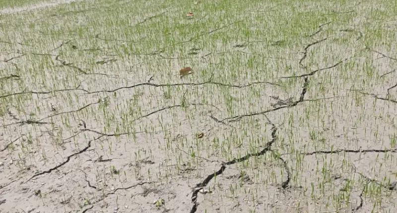 ফুলবাড়ীতে মৃদু তাপপ্রবাহ অব্যাহত, জনজীবনে দুর্ভোগ