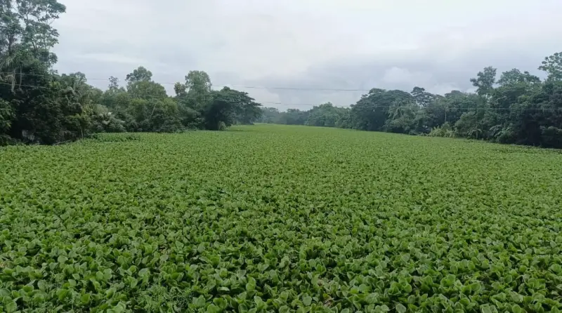 নদী নয়, এখন কচুরিপানার বন, মৃতপ্রায় শাখা ধনাগোদা নদী নদী নয়, এখন কচুরিপানার বন, মৃতপ্রায় শাখা ধনাগোদা নদী