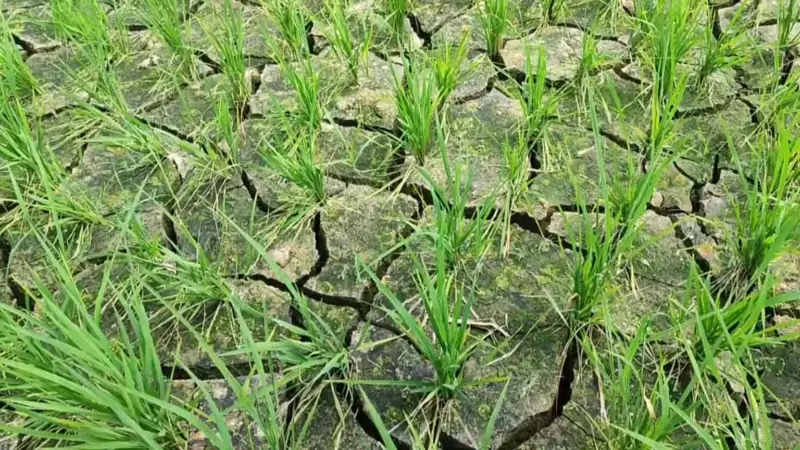 চুয়াডাঙ্গায় ভ্যাপসা গরমে জনজীবন দুর্বিসহ চুয়াডাঙ্গায় ভ্যাপসা গরমে জনজীবন দুর্বিসহ