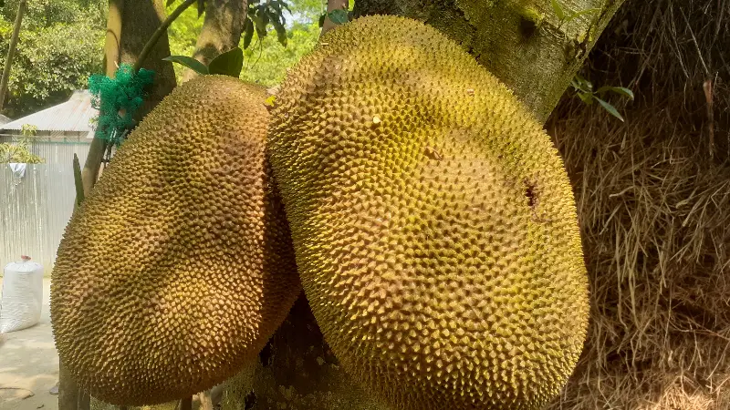 পুষ্টিগুণে ভরপুর বাংলাদেশের জাতীয় ফল কাঁঠাল পুষ্টিগুণে ভরপুর বাংলাদেশের জাতীয় ফল কাঁঠাল