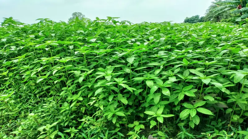 পাবনায় প্রতিবছর কমছে পাট চাষ পাবনায় প্রতিবছর কমছে পাট চাষ