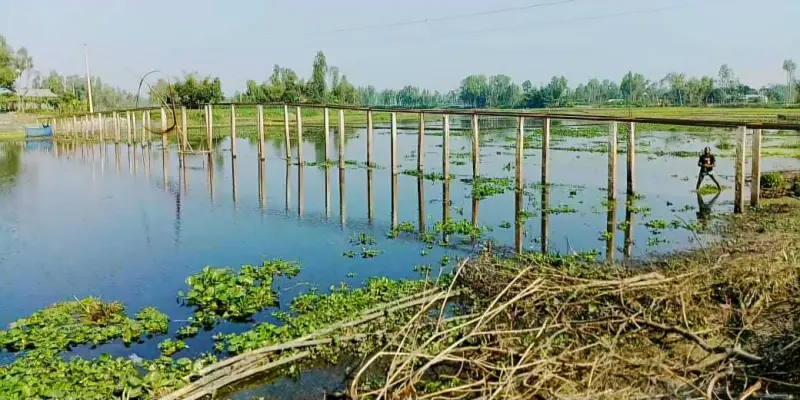 কাউনিয়ায় ৩০ হাজার মানুষের ভরসা বাঁশের সাঁকো কাউনিয়ায় ৩০ হাজার মানুষের ভরসা বাঁশের সাঁকো