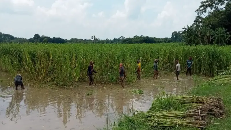 অপরিপক্ক পাট কাটতে বাধ্য কৃষকেরা অপরিপক্ক পাট কাটতে বাধ্য কৃষকেরা