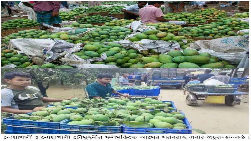 নোয়াখালী চৌমুহনীর ফলমন্ডিতে আমের সরবরাহ এবার প্রচুর, দামও সহনীয় নোয়াখালী চৌমুহনীর ফলমন্ডিতে আমের সরবরাহ এবার প্রচুর, দামও সহনীয়