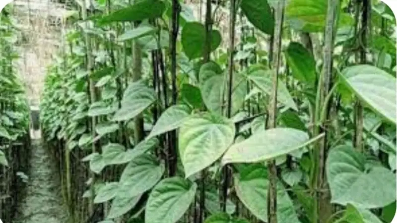সম্ভাবনাময় একটি খাত পান সম্ভাবনাময় একটি খাত পান