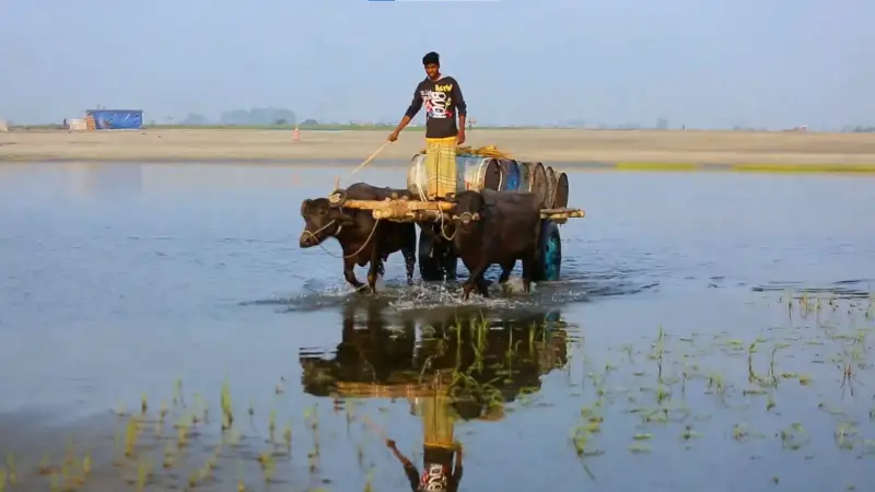 রাজশাহীর গ্রামবাংলায় বিলুপ্তির পথে গরু-মহিষের গাড়ি রাজশাহীর গ্রামবাংলায় বিলুপ্তির পথে গরু-মহিষের গাড়ি