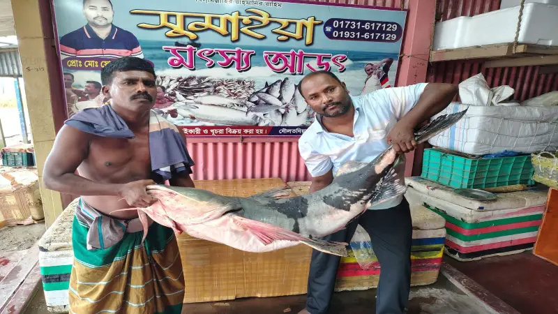 পদ্মায় জেলের জালে ধরা ৩৭ কেজির বাঘাইড় অর্ধ লক্ষ টাকায় বিক্রি পদ্মায় জেলের জালে ধরা ৩৭ কেজির বাঘাইড় অর্ধ লক্ষ টাকায় বিক্রি