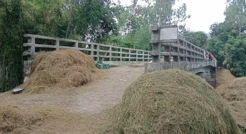 দেড় কোটি টাকার সেতু এখন গলার কাটা, ১১ বছরেও মেলেনি সুফল দেড় কোটি টাকার সেতু এখন গলার কাটা, ১১ বছরেও মেলেনি সুফল