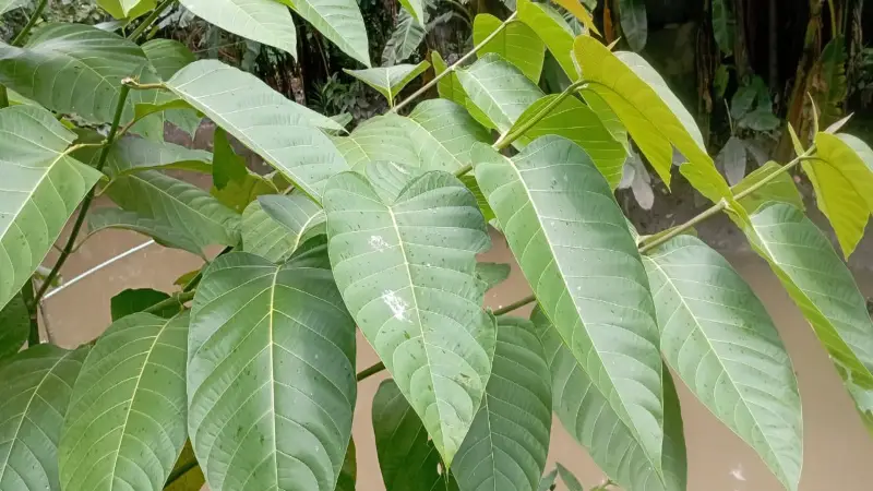 ভেষজ গুণে অনন্য কদম পাতার উপকারিতার সঙ্গে সতর্কতাও জরুরি ভেষজ গুণে অনন্য কদম পাতার উপকারিতার সঙ্গে সতর্কতাও জরুরি