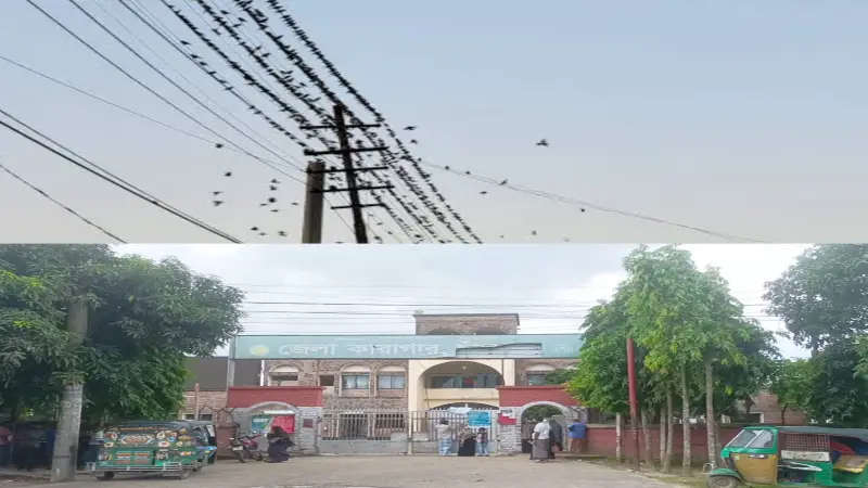বৈদ্যুতিক তার যেন শালিকের নিরাপদ আশ্রয়স্থল বৈদ্যুতিক তার যেন শালিকের নিরাপদ আশ্রয়স্থল