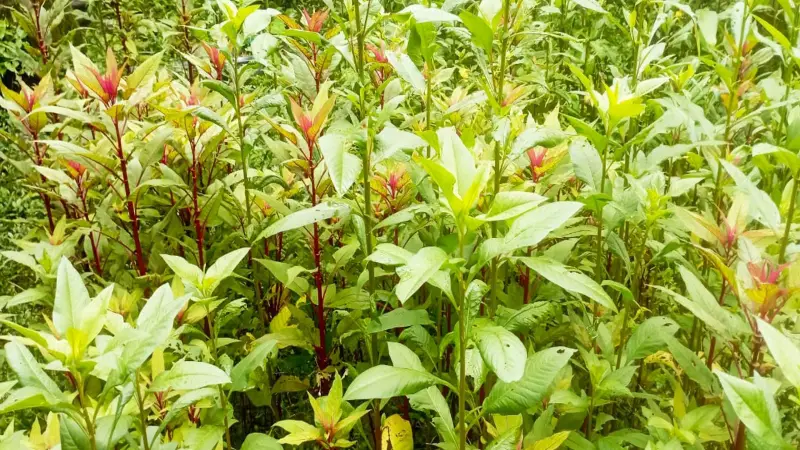কোন শাক-সবজি লাগাবেন বর্ষাকালে, কীভাবে পাবেন ভালো ফলন! কোন শাক-সবজি লাগাবেন বর্ষাকালে, কীভাবে পাবেন ভালো ফলন!