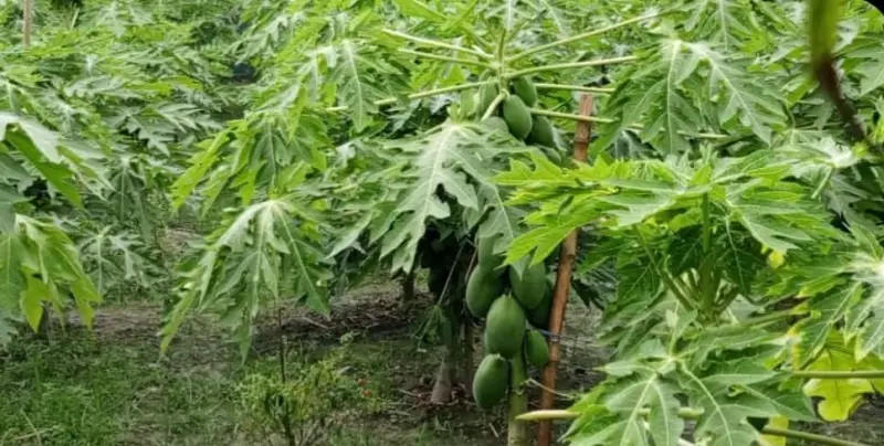 রাকিবুলের সমন্বিত খামারে ‘তাই ওয়ান কিং’ পেঁপের বাম্পার ফলন রাকিবুলের সমন্বিত খামারে ‘তাই ওয়ান কিং’ পেঁপের বাম্পার ফলন