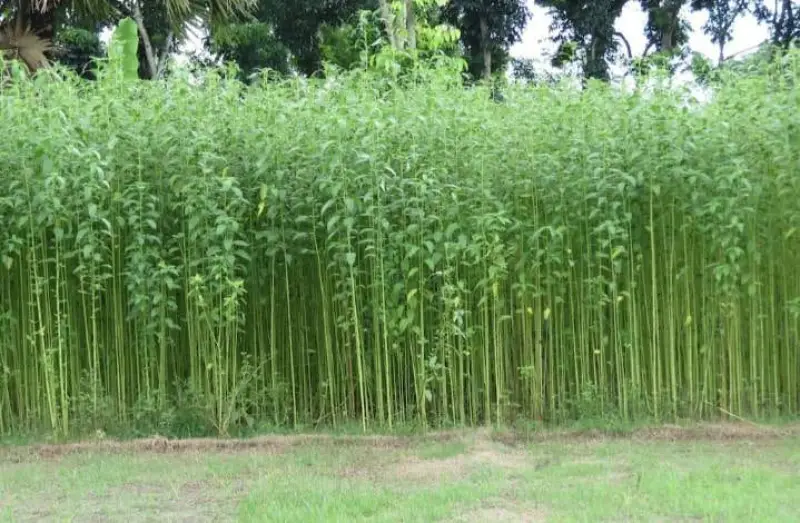 লালমনিরহাটে ব্যাপকহারে কমছে পাট চাষ, নেপথ্যের যত কারণ লালমনিরহাটে ব্যাপকহারে কমছে পাট চাষ, নেপথ্যের যত কারণ