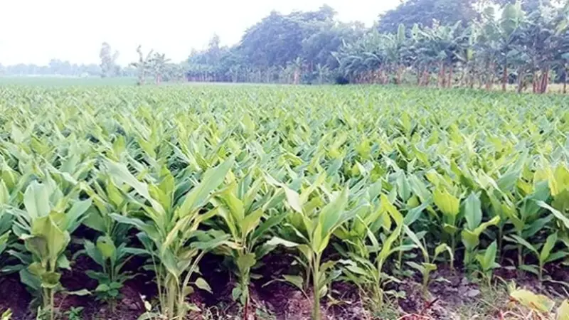 হলুদ চাষে কৃষকের ভাগ্য পরিবর্তন হলুদ চাষে কৃষকের ভাগ্য পরিবর্তন
