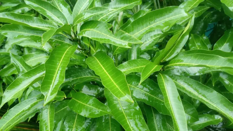 কচি আম পাতার ভেষজ গুণাগুণ, রোগপ্রতিরোধে প্রাকৃতিক সহকারী কচি আম পাতার ভেষজ গুণাগুণ, রোগপ্রতিরোধে প্রাকৃতিক সহকারী