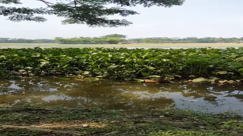 বর্ষার মৌসুমে গ্রাম বাংলার সৌন্দর্য বর্ষার মৌসুমে গ্রাম বাংলার সৌন্দর্য