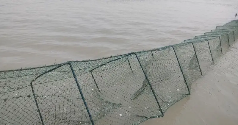 চরভদ্রাসনে চায়না দুয়ারির ফাঁদে অস্তিত্ব-সংকটে দেশীয় প্রজাতির মাছ চরভদ্রাসনে চায়না দুয়ারির ফাঁদে অস্তিত্ব-সংকটে দেশীয় প্রজাতির মাছ