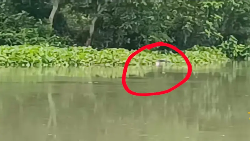 ঝিনাইদহে সীমান্তের কোদলা নদীতে অজ্ঞাত ব্যক্তির মৃতদেহ উদ্ধার করলো বিএসএফ ঝিনাইদহে সীমান্তের কোদলা নদীতে অজ্ঞাত ব্যক্তির মৃতদেহ উদ্ধার করলো বিএসএফ
