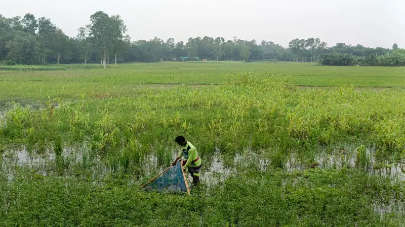  পোনা’র স্বাদে সর্বনাশ! পোনা’র স্বাদে সর্বনাশ!
