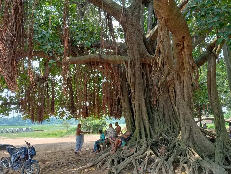 বটতলার ছায়ায় প্রশান্তি, শ্রমজীবীদের আনন্দের আশ্রয় এখন দিয়াখালী বটতলার ছায়ায় প্রশান্তি, শ্রমজীবীদের আনন্দের আশ্রয় এখন দিয়াখালী