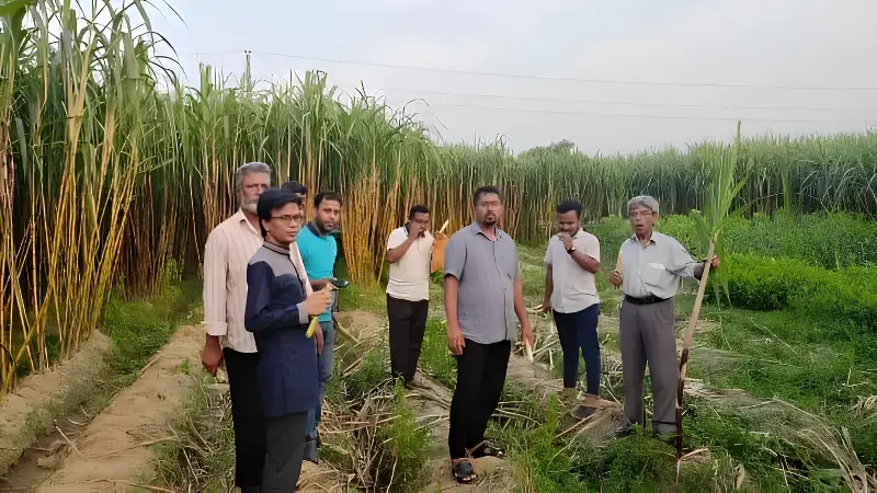 কুমিল্লার মাটিতে এবার চাষ হচ্ছে ‘কালো আখ’ — কৃষিতে নতুন সম্ভাবনার উন্মোচন!