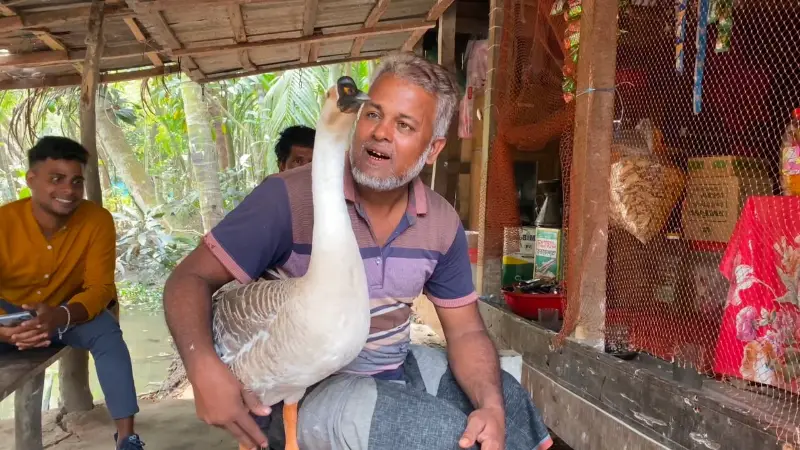 রাজহাঁস ‘রাজা’ ও কৃষক জাকির: নিঃশব্দ এক হৃদয়ের বন্ধন রাজহাঁস ‘রাজা’ ও কৃষক জাকির: নিঃশব্দ এক হৃদয়ের বন্ধন