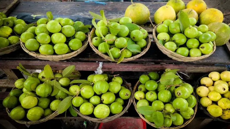 বরগুনায় দেশি পেয়ারার জয়জয়কার বরগুনায় দেশি পেয়ারার জয়জয়কার