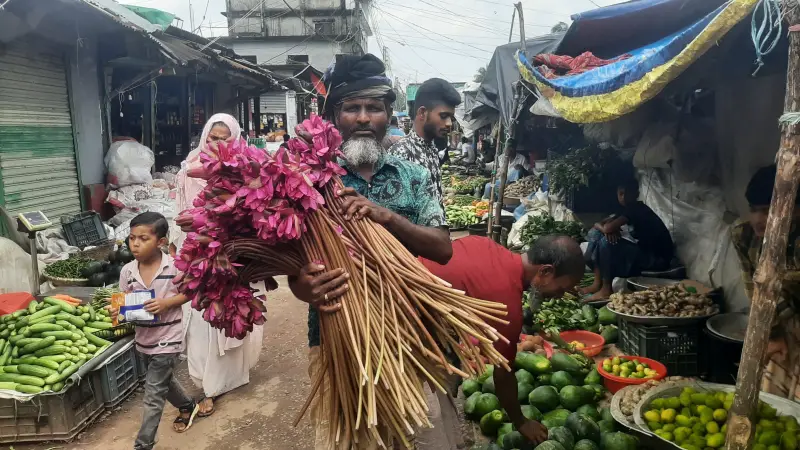 শাপলাই যখন জীবিকার একমাত্র ভরসা শাপলাই যখন জীবিকার একমাত্র ভরসা