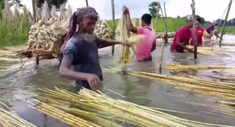 ন্যায্য মূল্যের আশায় সোনালী আঁশের স্বপ্ন বুনছেন কৃষকরা ন্যায্য মূল্যের আশায় সোনালী আঁশের স্বপ্ন বুনছেন কৃষকরা