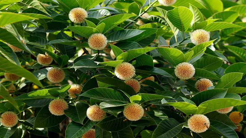 ঝিনাইগাতীর চারিদিকে মুগ্ধতা ছড়াচ্ছে কদম ফুল ঝিনাইগাতীর চারিদিকে মুগ্ধতা ছড়াচ্ছে কদম ফুল