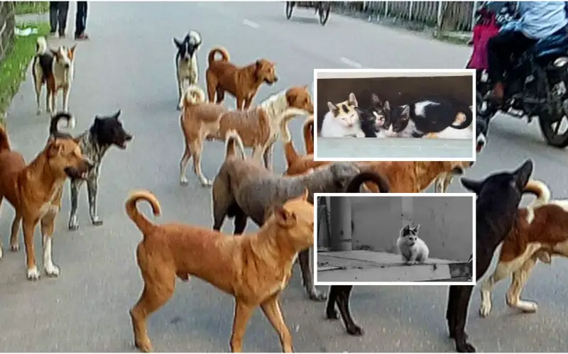 পশু পাখির প্রতি অবহেলা কাম্য নয় পশু পাখির প্রতি অবহেলা কাম্য নয়