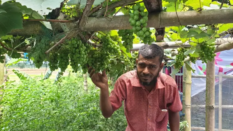 ঠাকুরগাঁওয়ে ইউটিউব দেখে বাঁশের মাচায় আঙ্গুর চাষে সফল জুয়েল ও শিপন ঠাকুরগাঁওয়ে ইউটিউব দেখে বাঁশের মাচায় আঙ্গুর চাষে সফল জুয়েল ও শিপন