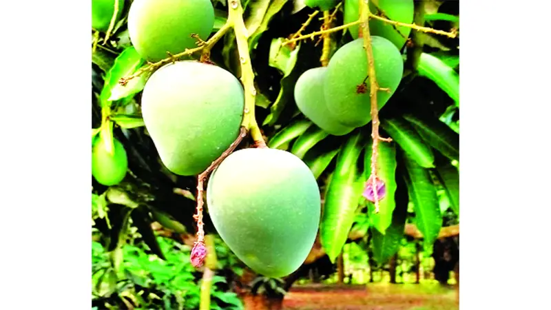 চাঁপাইনবাবগঞ্জে আম রপ্তানিতে ধস চাঁপাইনবাবগঞ্জে আম রপ্তানিতে ধস