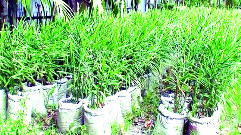 বস্তায় আদা চাষ করে লাভবান কৃষকরা বস্তায় আদা চাষ করে লাভবান কৃষকরা