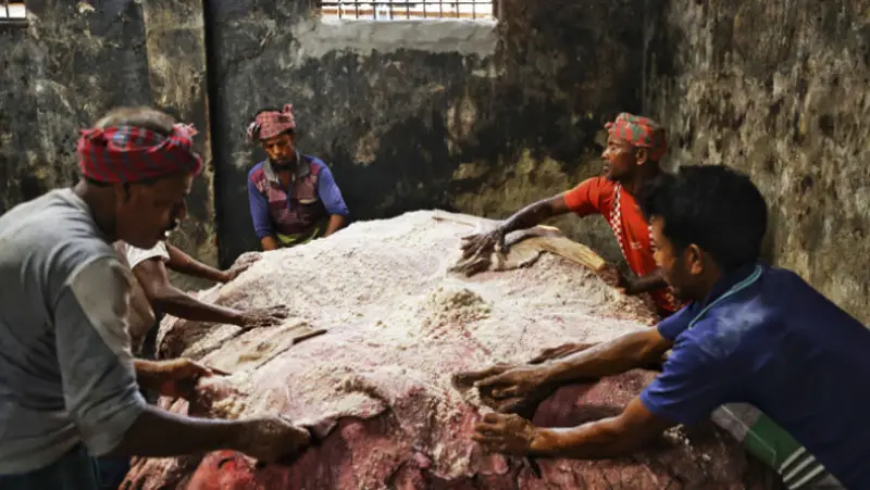 এ বছর কাঁচা চামড়ার সংগ্রহ ১০-১৫ শতাংশ কম হবে এ বছর কাঁচা চামড়ার সংগ্রহ ১০-১৫ শতাংশ কম হবে