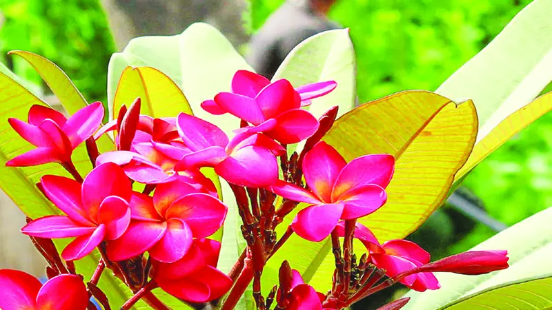 কাঠগোলাপেরা খোঁজে ভালোবাসা... কাঠগোলাপেরা খোঁজে ভালোবাসা...