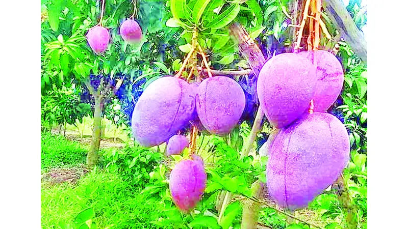 খাওয়ার চেয়েও বেশি কৌতূহল যেসব আম নিয়ে খাওয়ার চেয়েও বেশি কৌতূহল যেসব আম নিয়ে