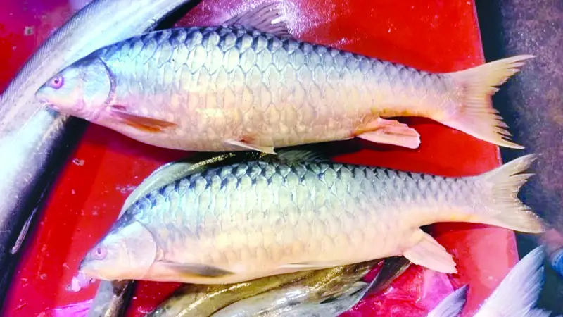 বাঙালির পাতে আবার ফিরছে মিঠা পানির সুস্বাদু মাছ বাঙালির পাতে আবার ফিরছে মিঠা পানির সুস্বাদু মাছ