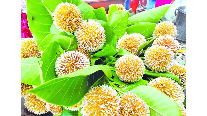 শুকিয়ে মলিন, সেই ঘ্রাণ আর নেই শুকিয়ে মলিন, সেই ঘ্রাণ আর নেই