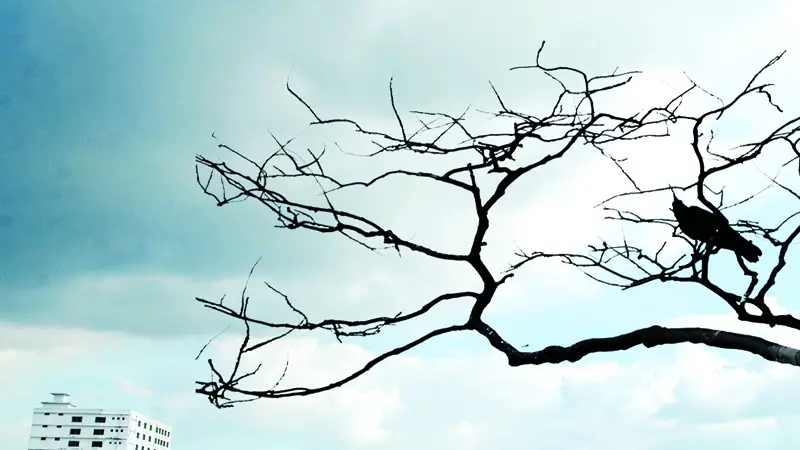 বায়ান্ন বাজার তপ্পিান্ন গলি বায়ান্ন বাজার তপ্পিান্ন গলি