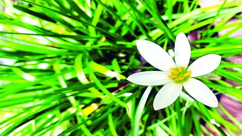 আমরা ঘাসের ছোট ছোট ফুল... আমরা ঘাসের ছোট ছোট ফুল...
