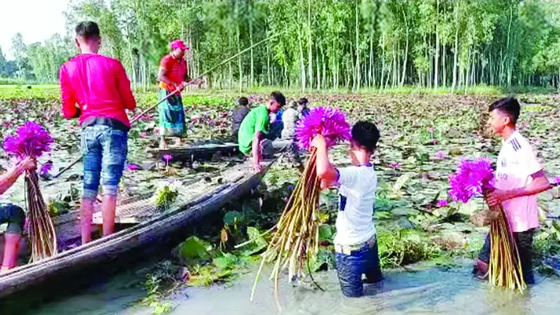 সবুজের পটভূমিতে লাল শাপলা প্রতিদিন পর্যটকের ভিড় সবুজের পটভূমিতে লাল শাপলা প্রতিদিন পর্যটকের ভিড়
