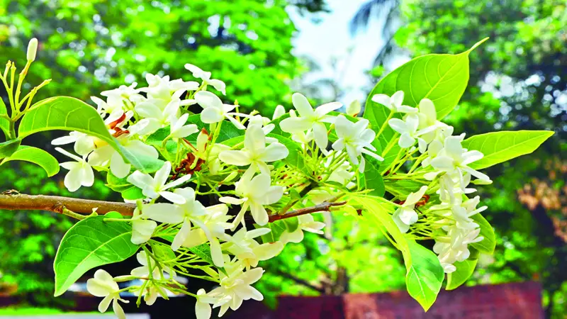 কুরচি, পড়েছ ধরা, তুমিই রবির আদরিণী... কুরচি, পড়েছ ধরা, তুমিই রবির আদরিণী...