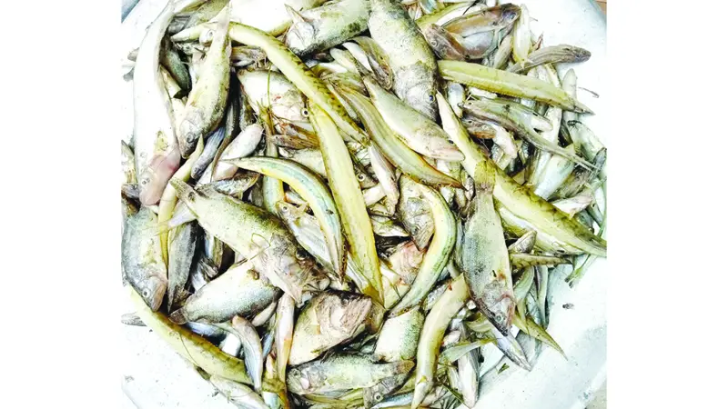 বিলুপ্তির পথে দেশীয় স্বাদু পানির মাছ বিলুপ্তির পথে দেশীয় স্বাদু পানির মাছ